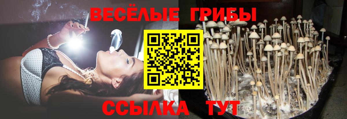 Чебаркуль  Псилоцибиновые грибы Psilocybine cubensis  Вход с VPN 
